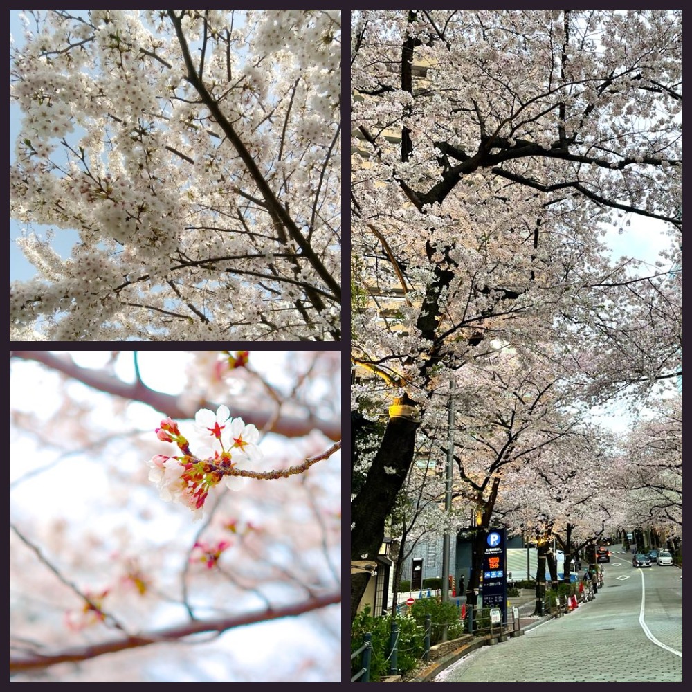 hanami collage